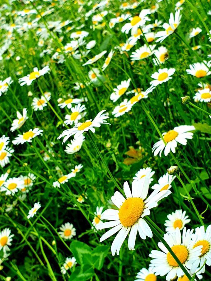 Guest House Ijevan'S Garden Esterno foto