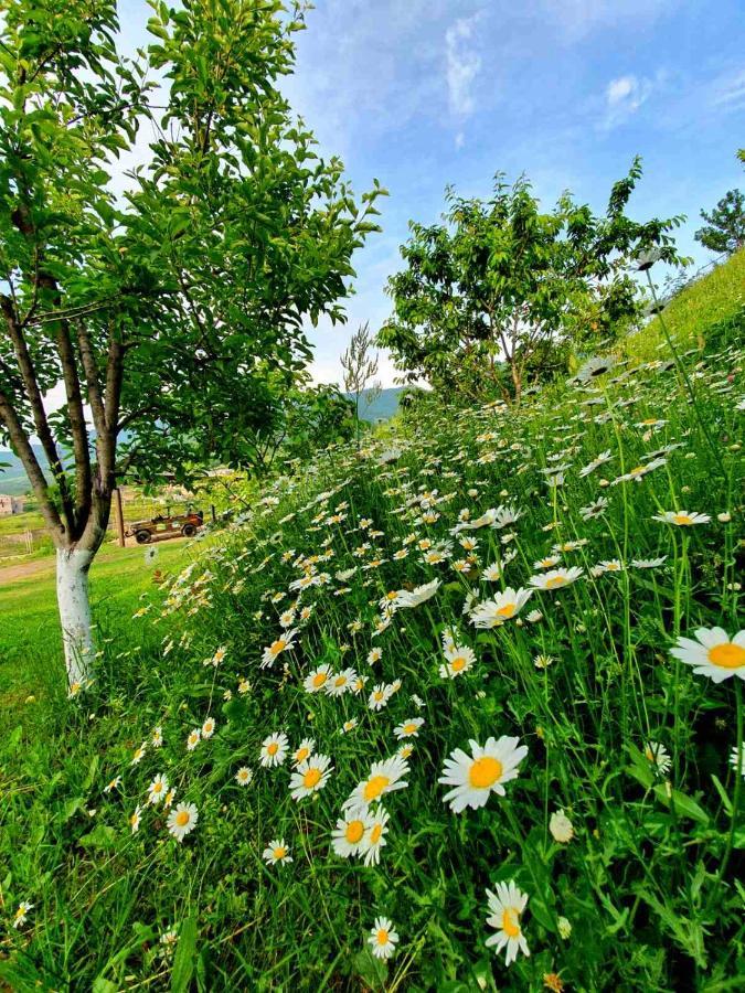 Guest House Ijevan'S Garden Esterno foto