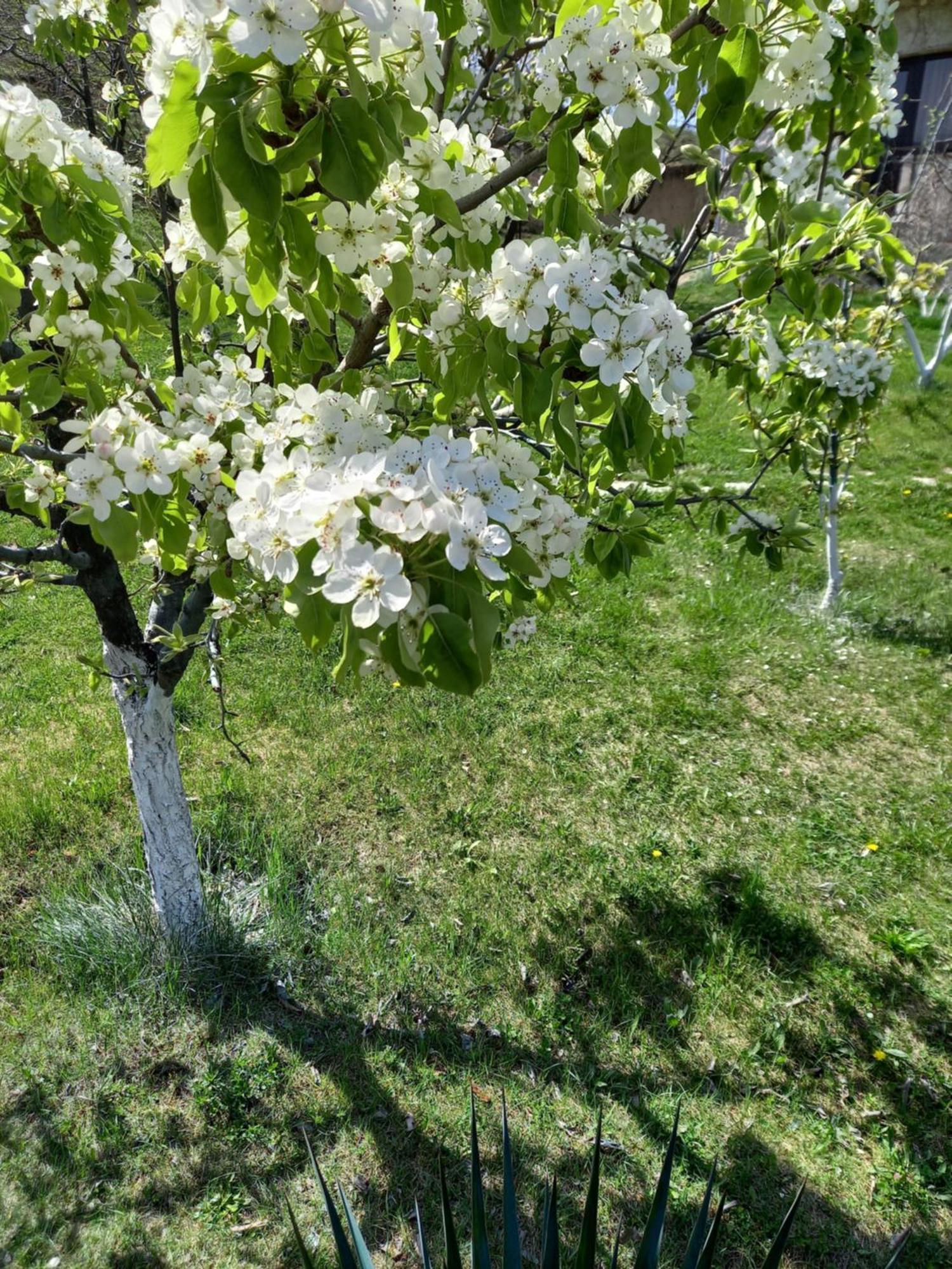 Guest House Ijevan'S Garden Esterno foto