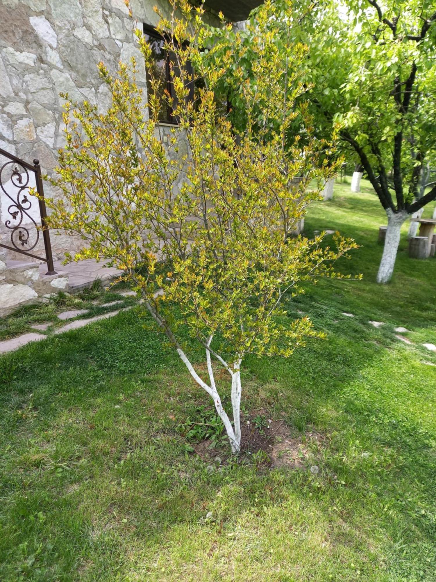 Guest House Ijevan'S Garden Esterno foto