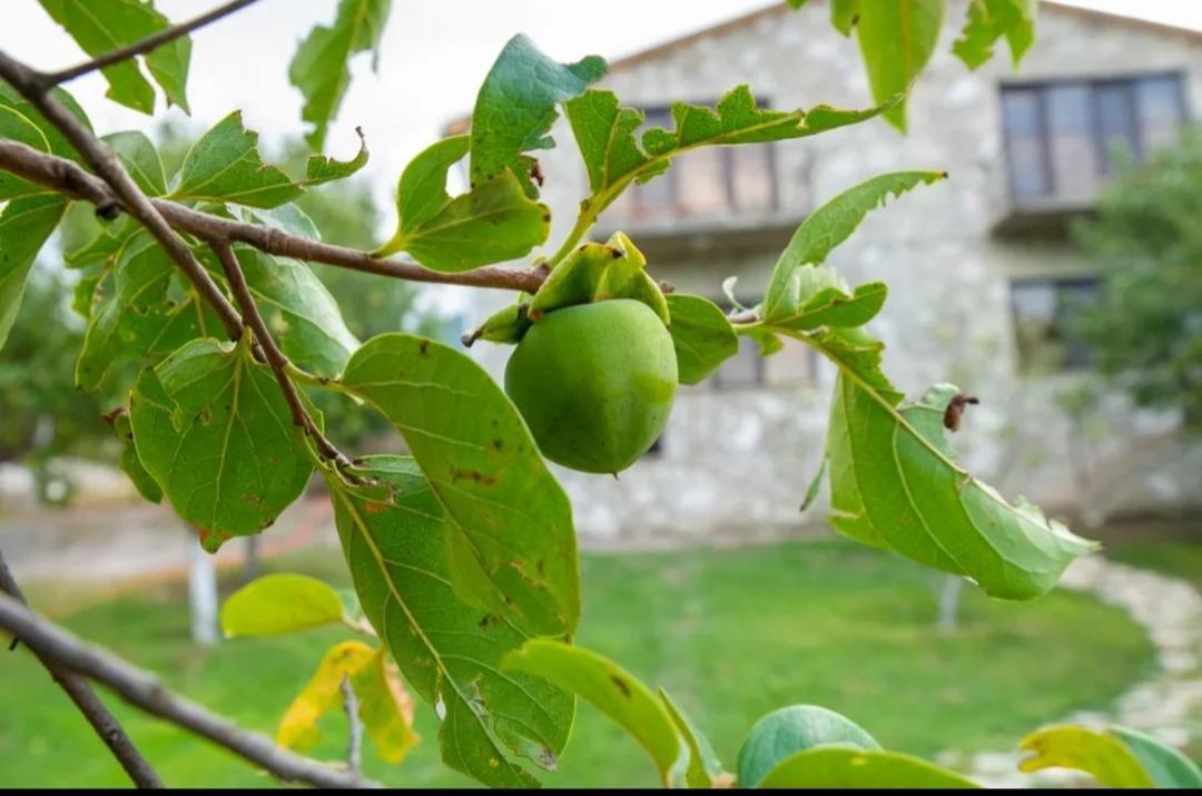 Guest House Ijevan'S Garden Esterno foto